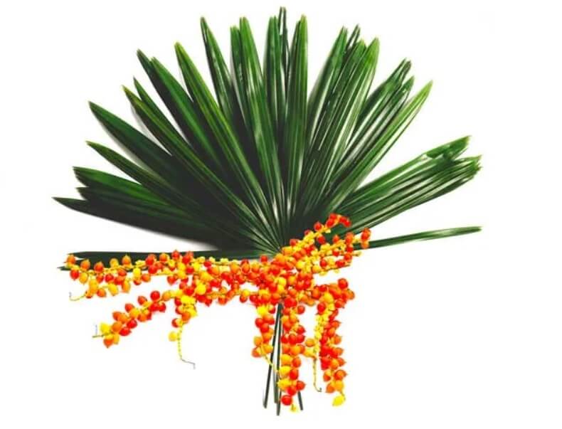 Sao Palmeto (Americká trpasličia palma) - Bylina pre libido, potenciu a silu!
